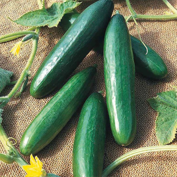 4 inch Vegetable