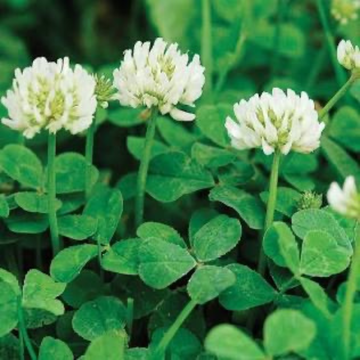 Dutch White Clover