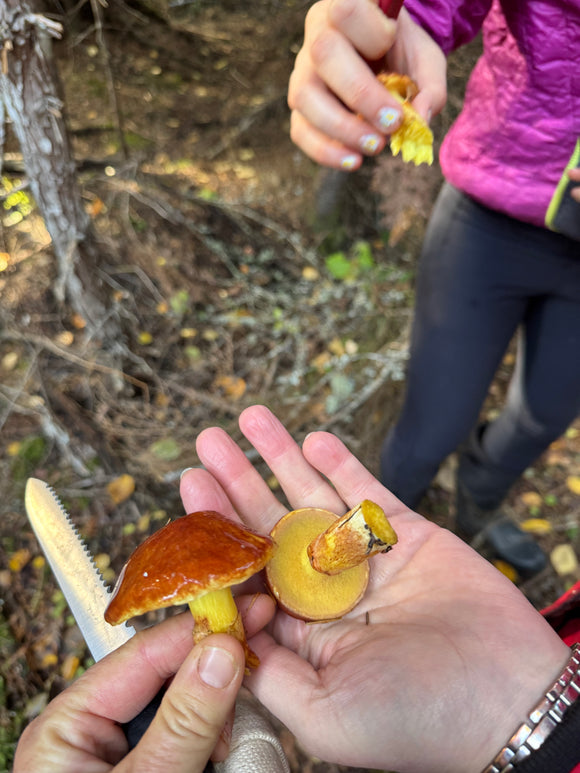 Adult and Teen Mushroom Foraging  October 10th