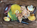 Adult and Teen Mushroom Foraging  October 10th-1