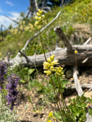 Kids and Families Field Botany Day - September 17th-2