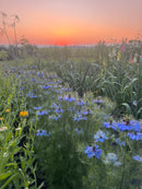 Family Flower Seed Saving September 24-5