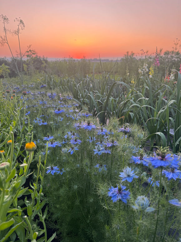 Family Flower Seed Saving September 24