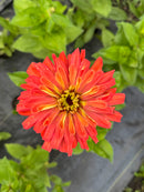 Family Flower Seed Saving September 24-2
