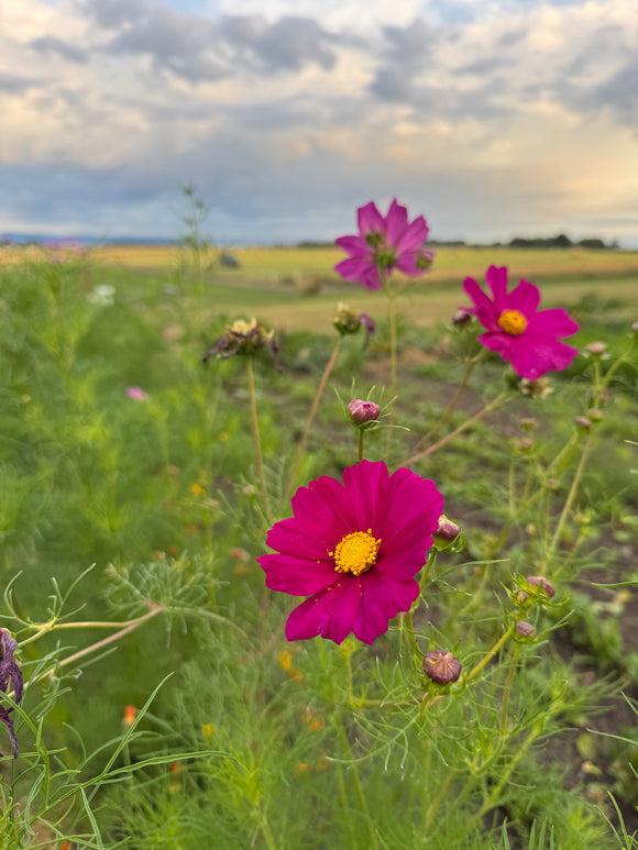 Family Flower Seed Saving September 24