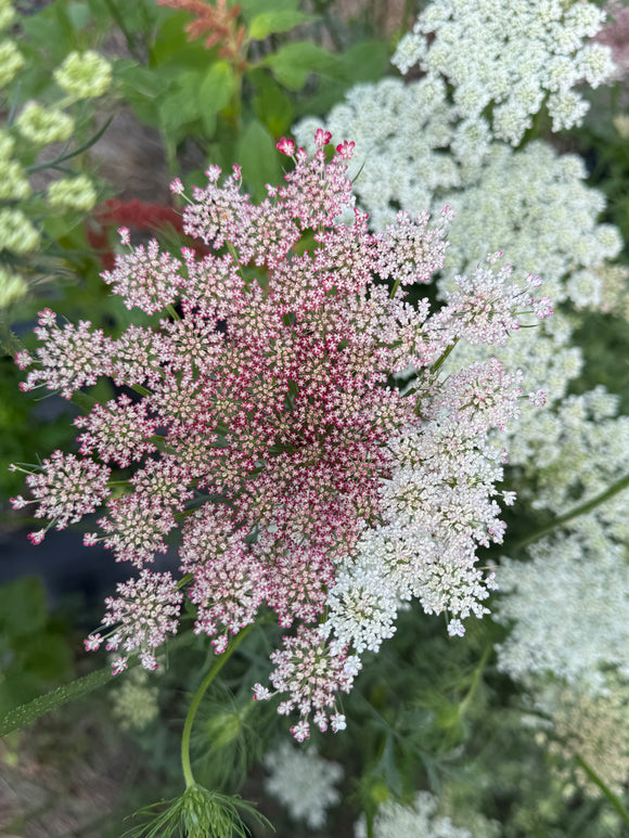 Family Flower Seed Saving September 24