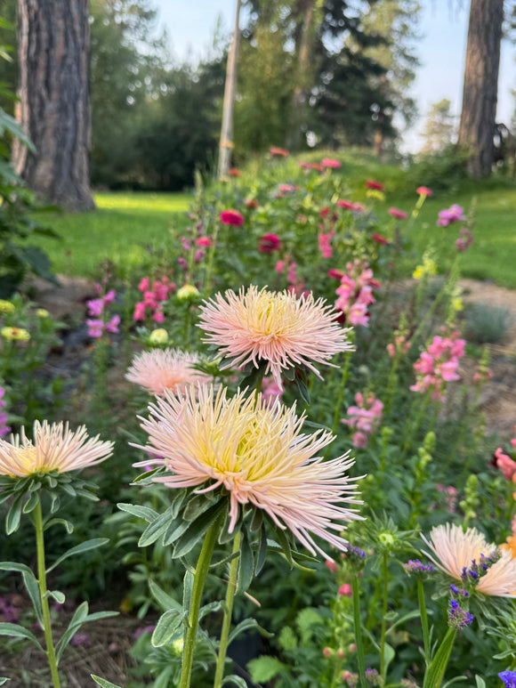 Family Flower Seed Saving September 24
