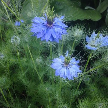 Love in a Mist (Nigella)