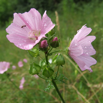 Musk Mallow (malva moshata)
