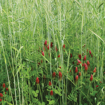 Nutrient Builder Cover Crop