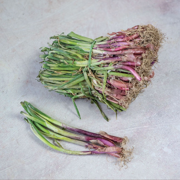 Onion Plants