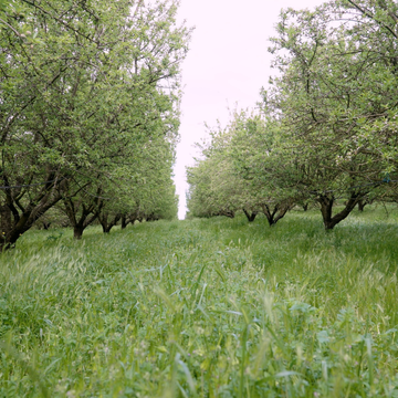 Orchard Cover Crop