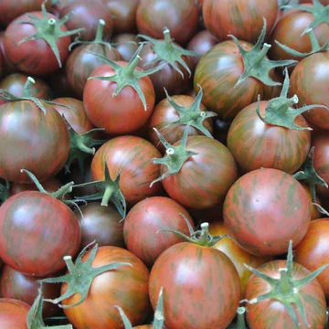 Tomato Plant