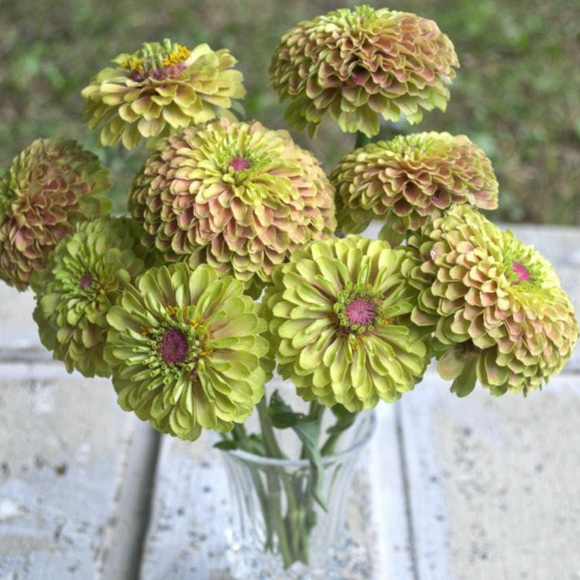 Queen Lime Zinnia