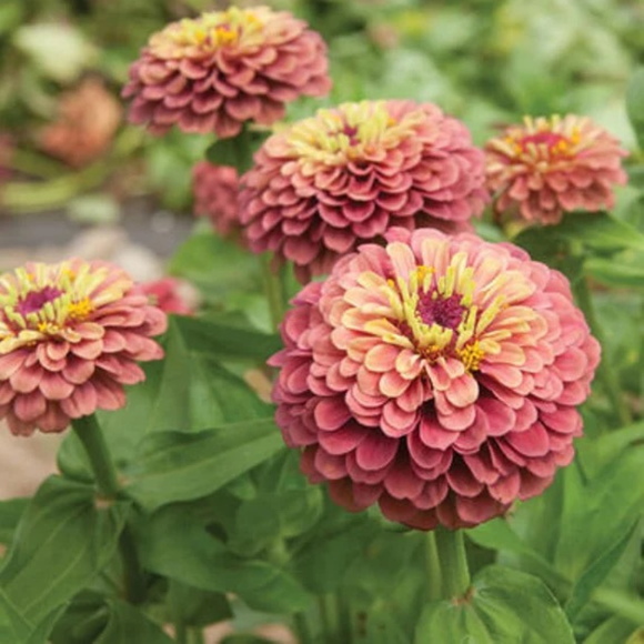 Queen Lime Red Zinnia