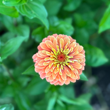 Queen Lime Orange Zinnia