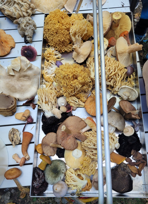 Adult and Teen Mushroom Foraging  October 10th
