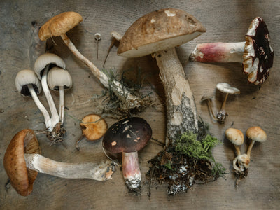 Family Mushroom Foraging - Friday, October 2nd