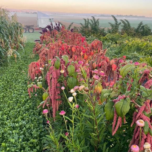 Corral Fountains Amaranth
