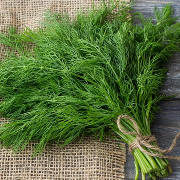 Herb Plant