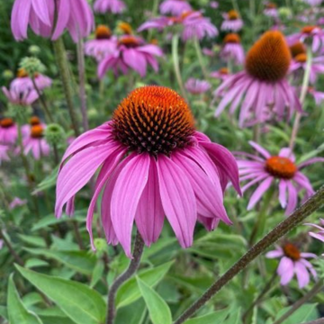 Echinacea
