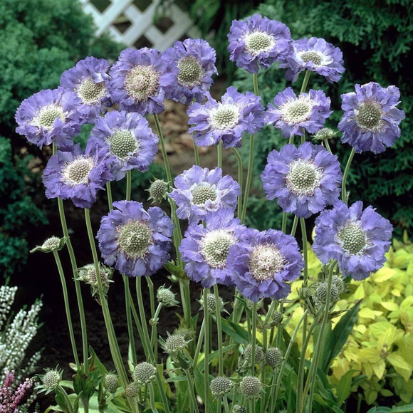 Fama Blue Scabiosa