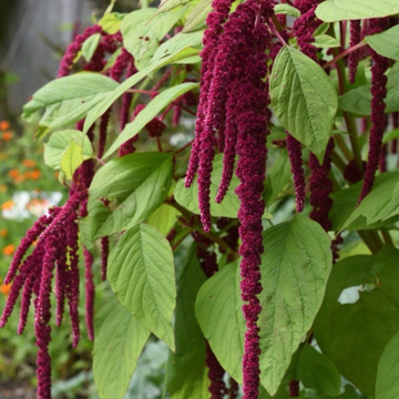 Love Lies Bleeding Amaranth