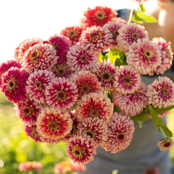 Mazurkia Zinnia