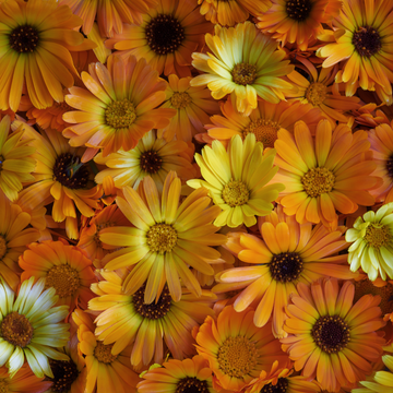 Mixed Calendula