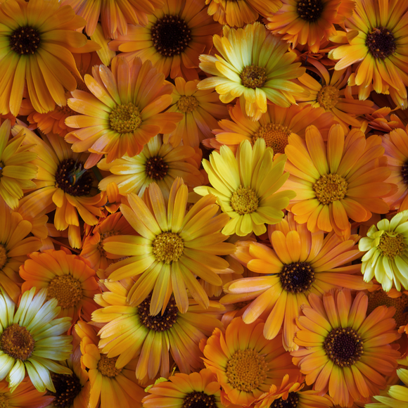 Mixed Calendula