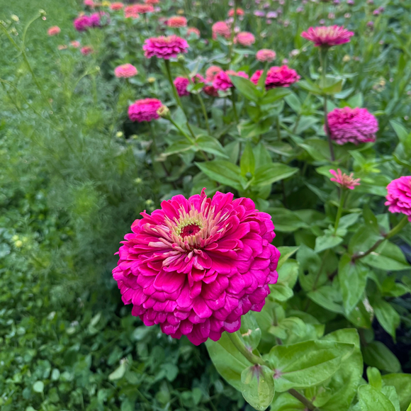Pink Giant Zinnia