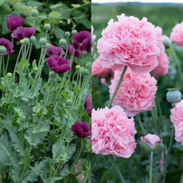 Dark Purple and Frilly Pink Poppy Mix