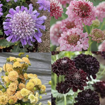 Scabiosa Mix