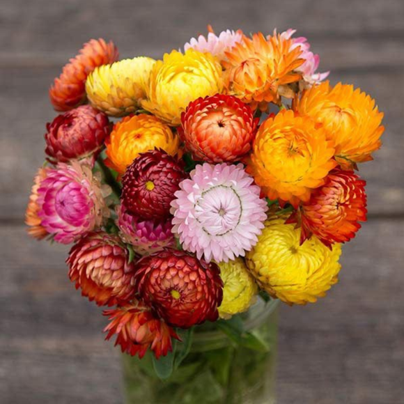 Strawflower Mix